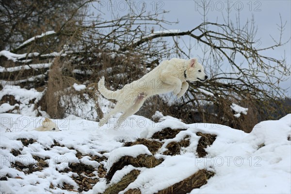Kuvasz romps in the snow and jumps