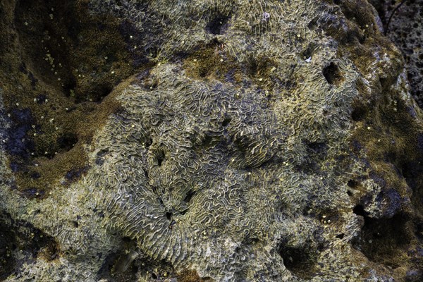 Dead corals lifted out of the water by an earthquake