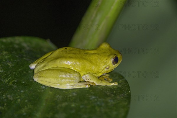 Mahogany tree frog