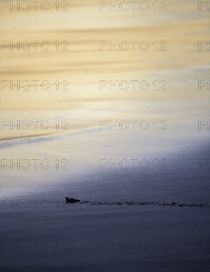 Newly hatched olive ridley sea turtle