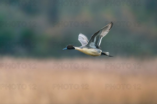 Male of Northern Pintail