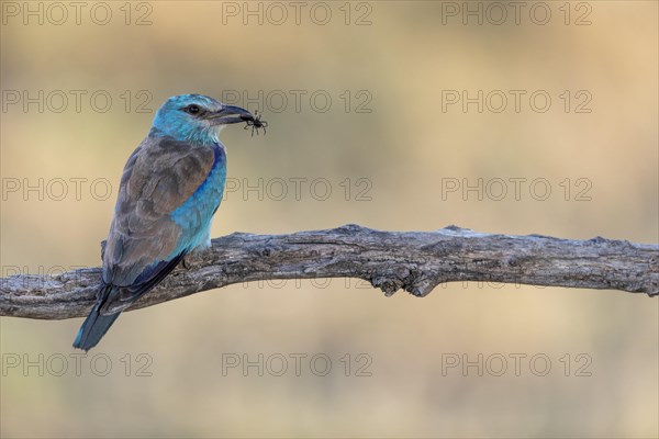 European roller