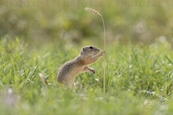 European ground squirrel