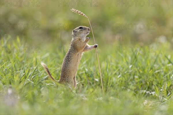 European ground squirrel