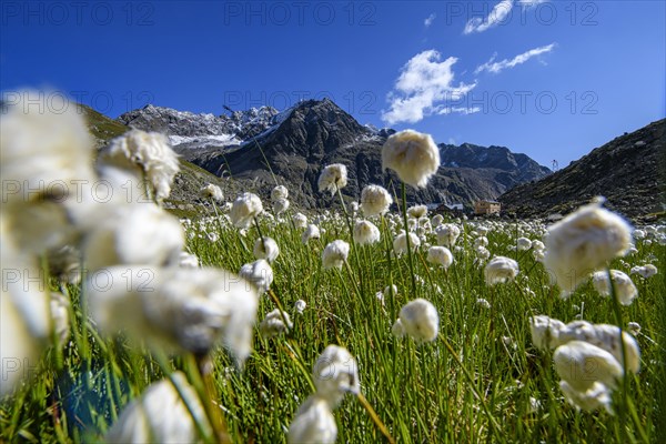 Cottongrass