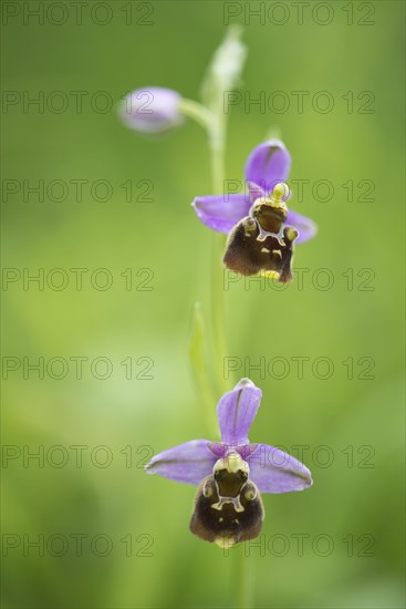 Late spider-orchid