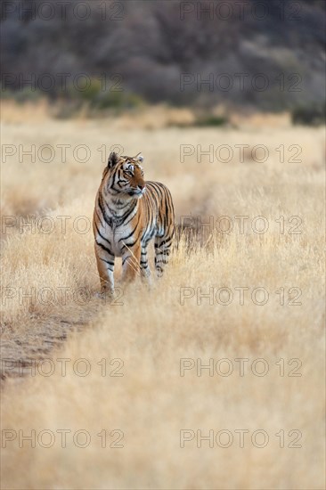 Bengal tiger