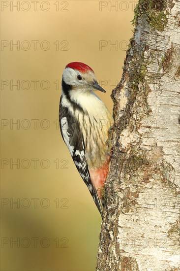 Middle spotted woodpecker