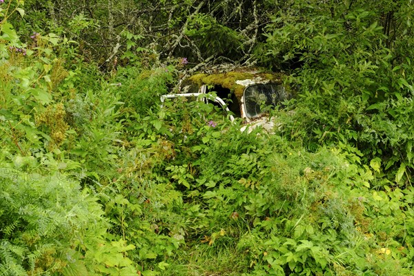 Scrap car overgrown by forest