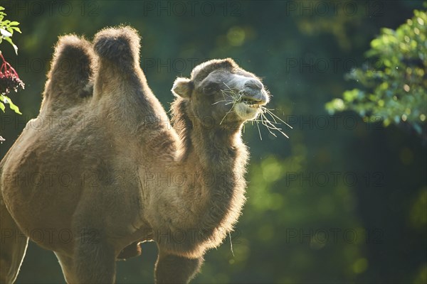 Bactrian camel