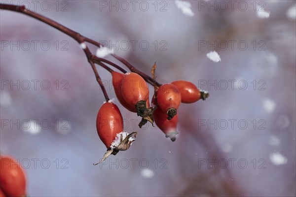 Dog rose