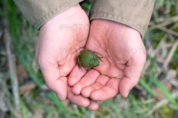 European tree frog