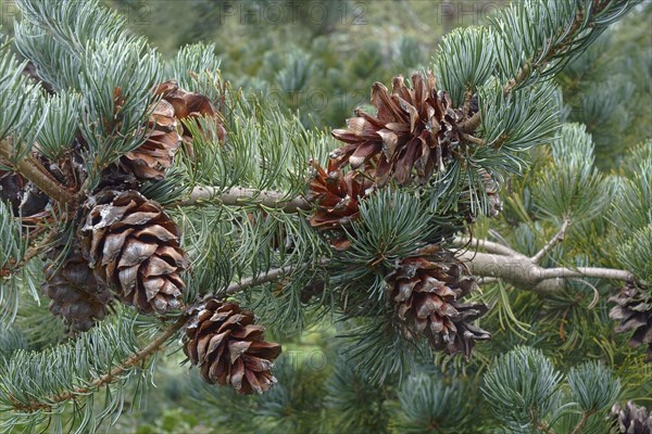Cleary japanese white pine