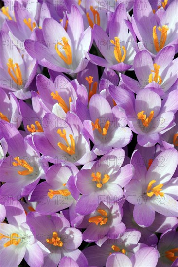 Woodland crocus