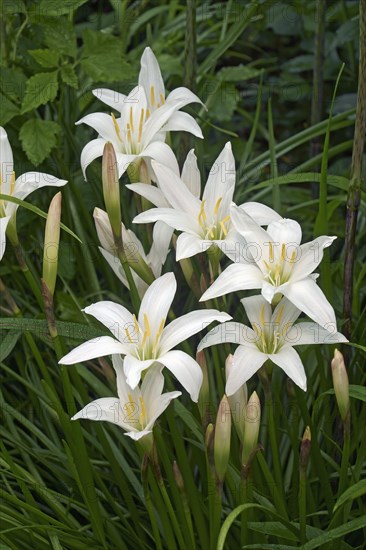 Atamasco Lily