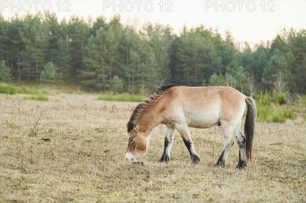 Przewalski's horse