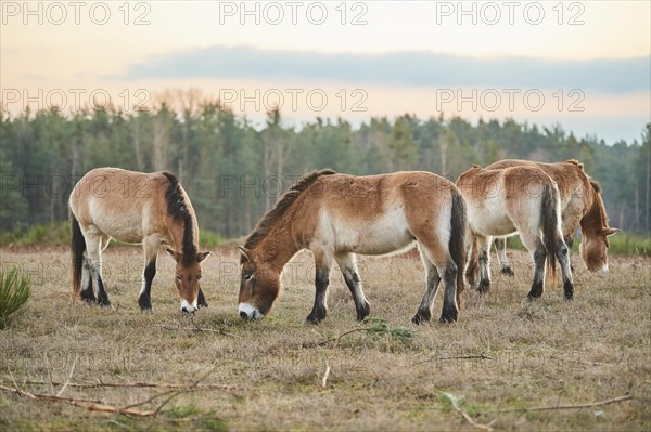 Przewalski's horse