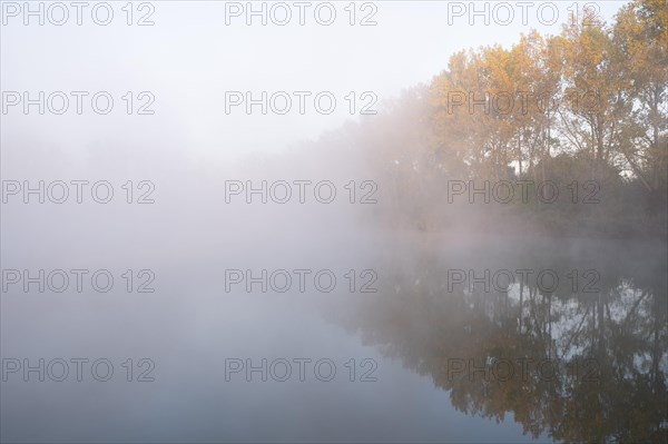 Morning fog and autumn coloured poplars