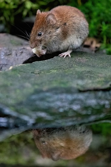 A bank vole