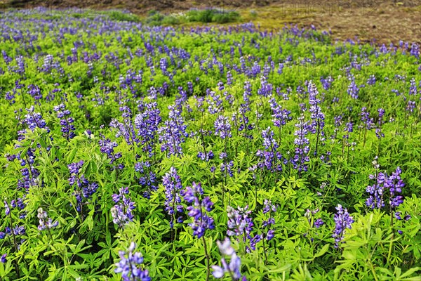 Blue flowering nootka lupins