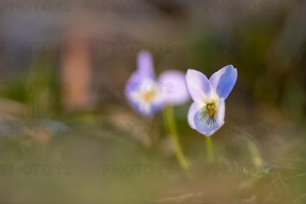 Early-dog violet