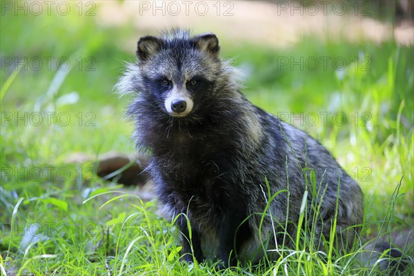 Raccoon dog