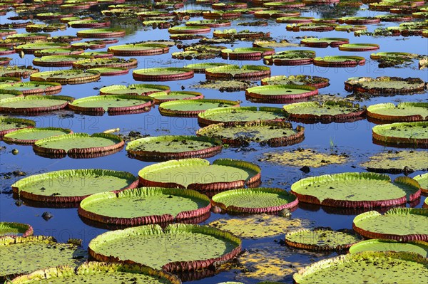 Pond with amazon water lily