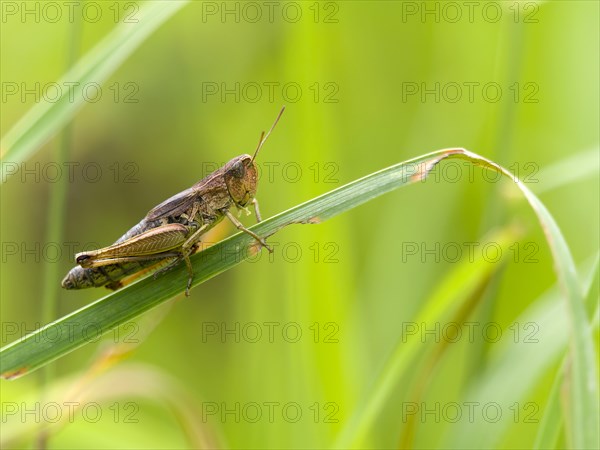 Common field grasshopper