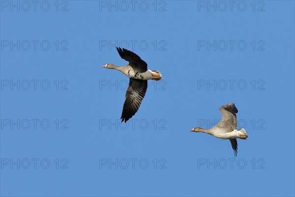 Greater white-fronted geese