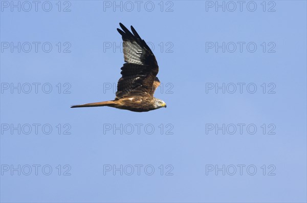 Red kite