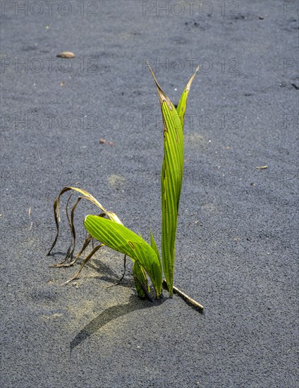 Coconut palm sprouts on a black sand beach
