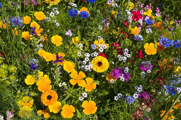 Flower meadow for insects