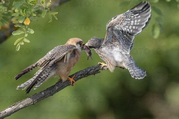 Red-footed falcon