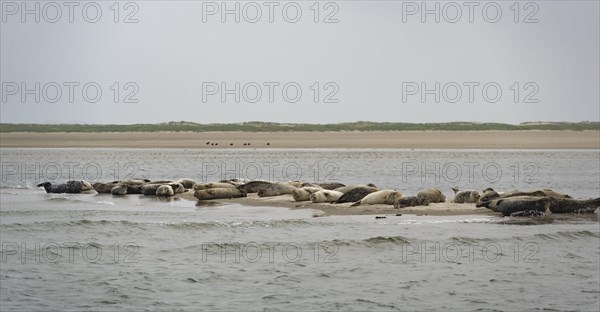 Grey seals