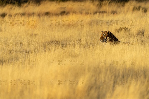 Bengal tiger