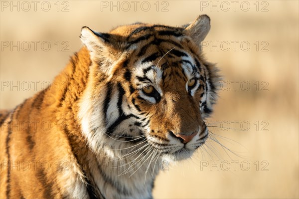 Bengal tiger