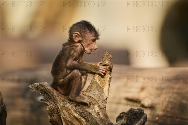 Guinea baboon