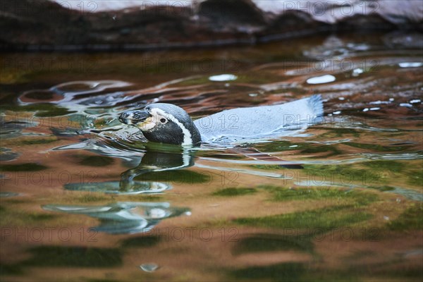 Humboldt penguin