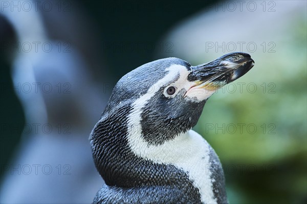 Humboldt penguin