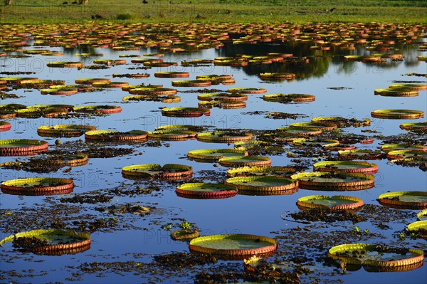 Leaves of the amazon water lily