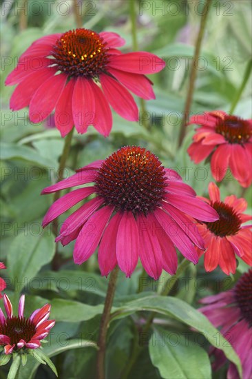 Purple coneflower