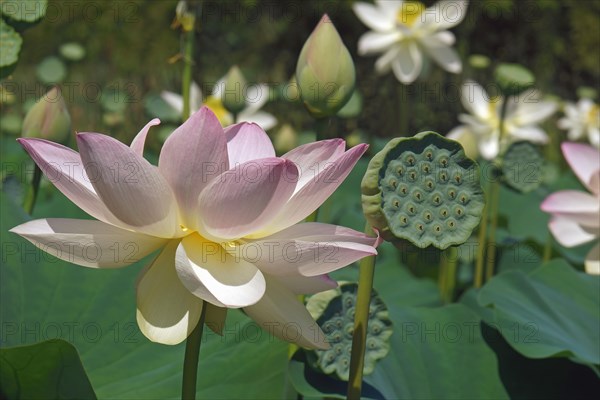 Sacred lotus