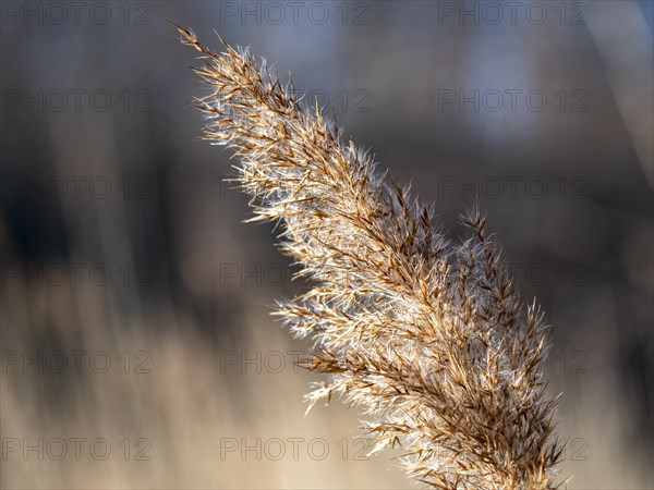 Common reed