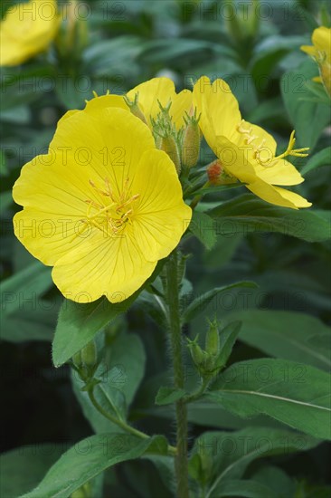 Common evening primrose