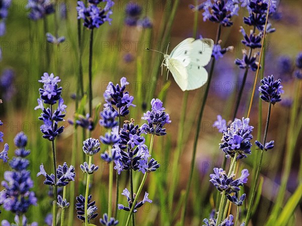 Cabbage butterfly