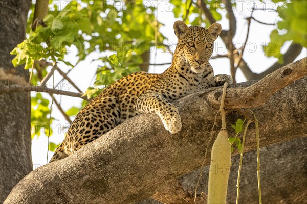 African leopard