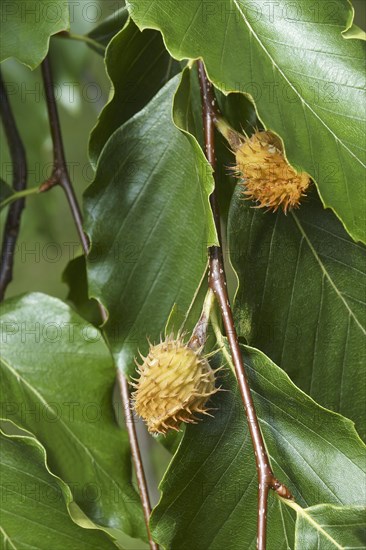 American beech