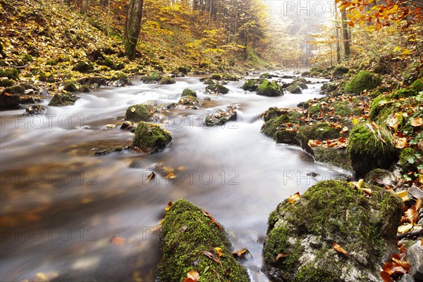 Zellerache flows through autumn forest in morning mist