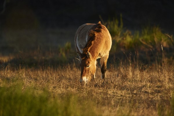 Przewalski's horse