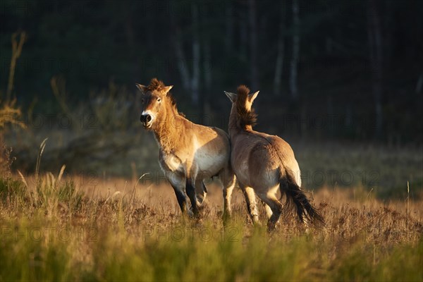 Przewalski's horse